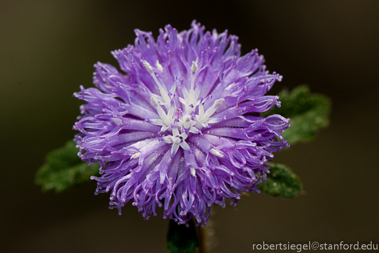 purple flower